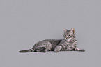Katze vor grauem Hintergrund