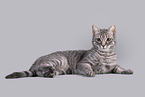 Katze vor grauem Hintergrund