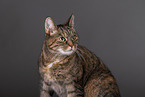 Katze vor grauem Hintergrund