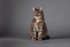 Katze vor grauem Hintergrund
