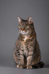 Katze vor grauem Hintergrund