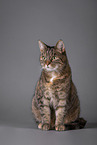 Katze vor grauem Hintergrund