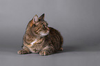 Katze vor grauem Hintergrund