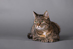 Katze vor grauem Hintergrund