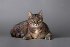 Katze vor grauem Hintergrund