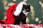 Katze mit Weihnachtsmannmtze