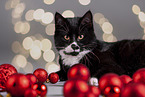 Katze zwischen Christbaumkugeln