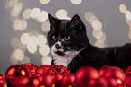 Katze zwischen Christbaumkugeln