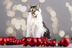 Katze zwischen Christbaumkugeln