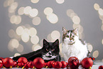 Katze zwischen Christbaumkugeln