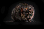 Katze vor schwarzem Hintergrund