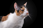 Katze vor schwarzem Hintergrund