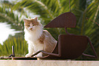 Katze in Spanien