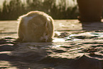 Katze in Spanien