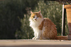 Katze in Spanien