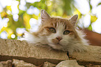 Katze in Spanien