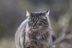 Katze