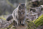 Katze