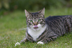 Katze