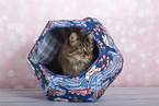 Katze