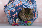 Katze