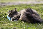 Katze