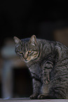 Katze