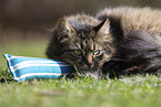 Katze