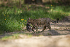 Katze trgt Ktzchen weg