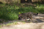 Katze trgt Ktzchen weg