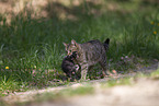 Katze trgt Ktzchen weg