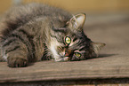 Katze