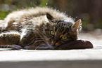 Katze