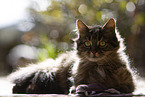 Katze