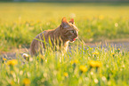 Katze im Sommer