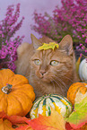 Katze im Herbst