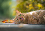 Katze im Herbst