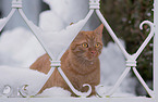 Katze im Winter