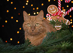 Katze mit Weihnachtsdekoration