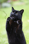 Katze im Sommer