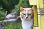 Hauskatze