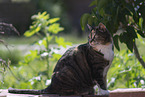 Hauskatze