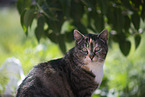 Hauskatze