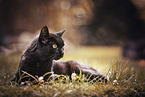 Katze drauen