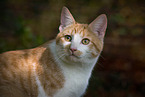 Katze drauen