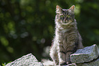 Katze drauen