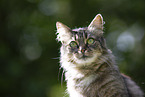Katze drauen