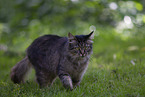 Katze drauen