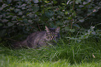 Katze drauen