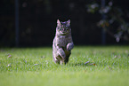 Katze drauen